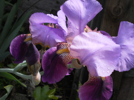 purple iris