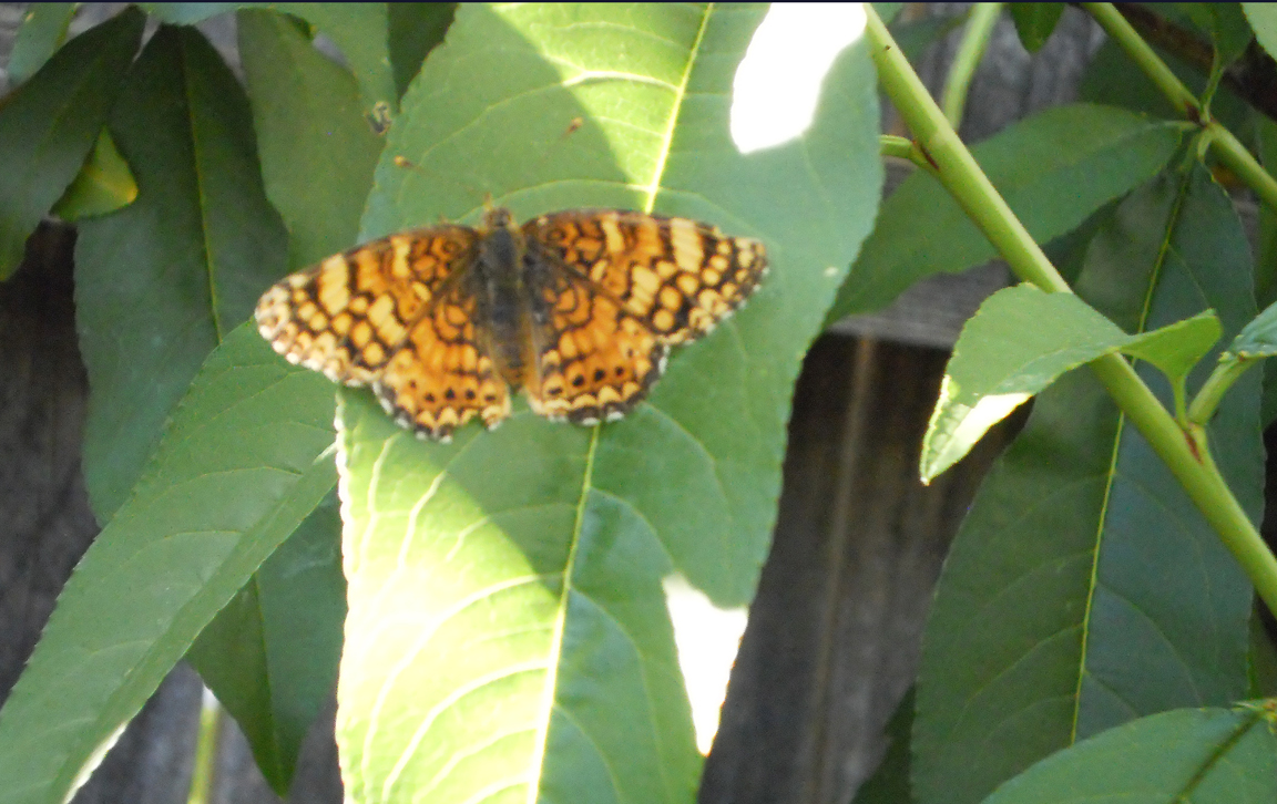 monarch butterfly