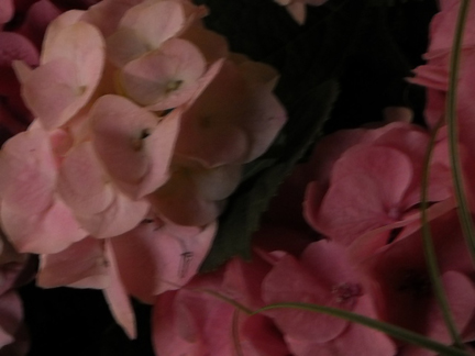 pink flowers