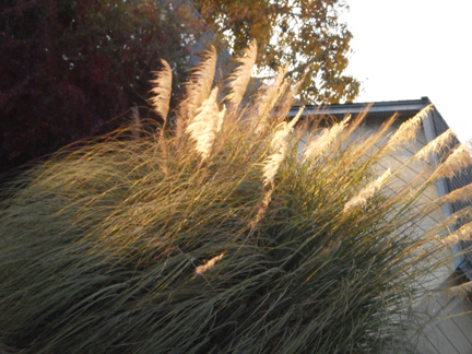 sand dune grass