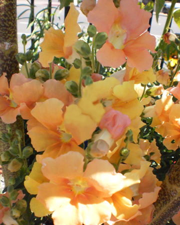 snapdragons