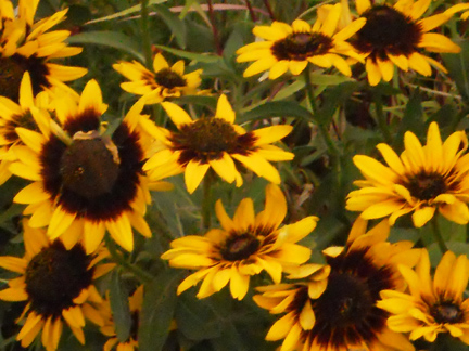 sunflowers