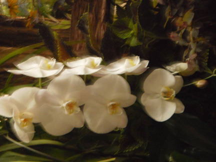 white orchids